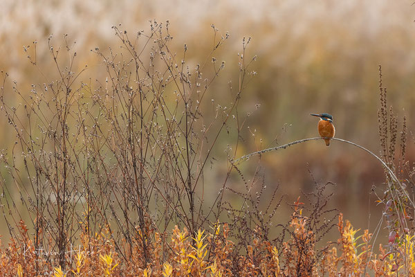 Eisvogel