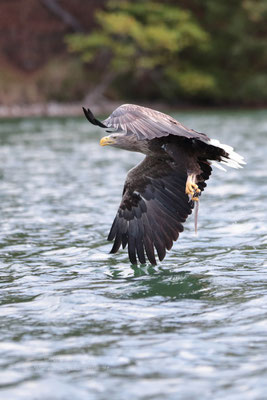 Seeadler