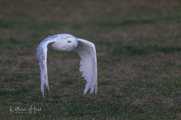 Schneeeule