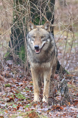 Europäischer Wolf