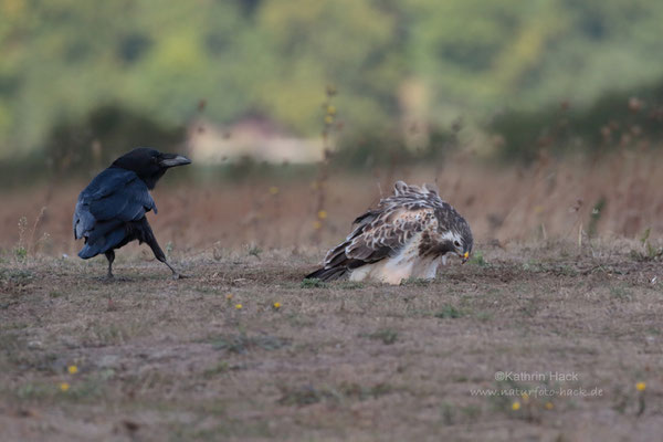 Mäusebussard mit Kolkrabe