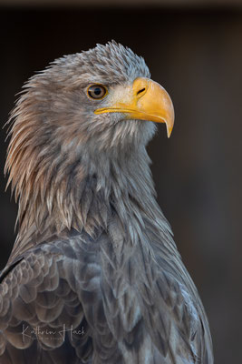 Seeadler