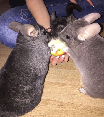 Zahmheit Ubersicht Und Tipps Chinchilla Scientia Com