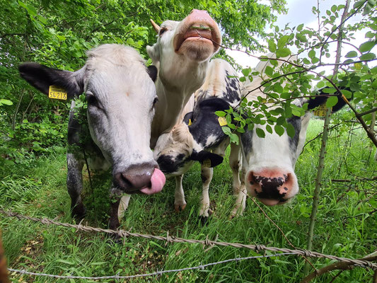 Nachbarschaft 🐮🐮🐮