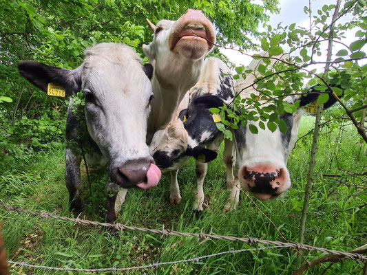 Nachbarschaft 🐮🐮🐮