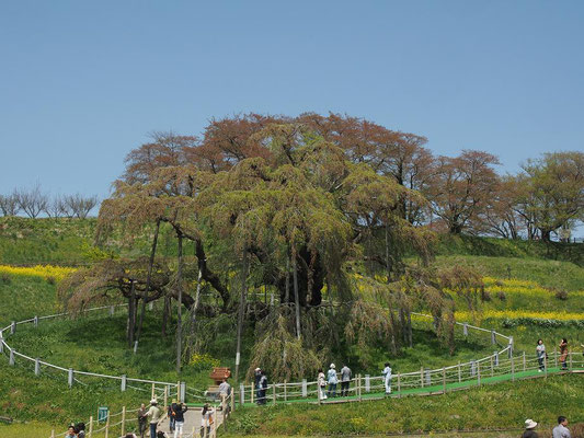 三春の滝桜