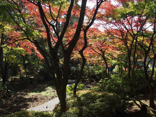 下山駅付近の紅葉