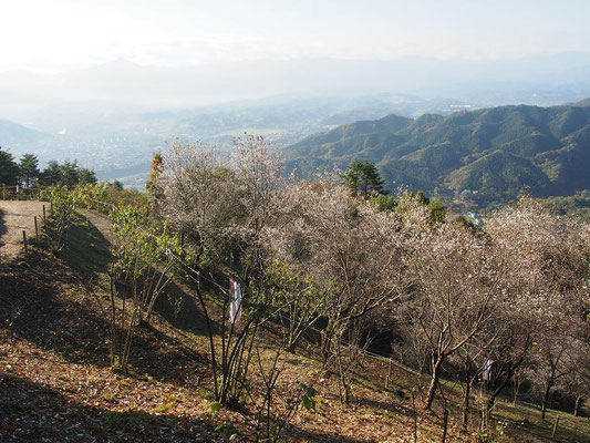 冬桜が咲いていた