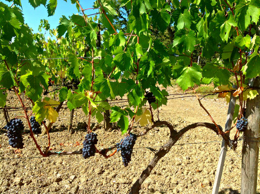 Poggio Grande Val d'Orcia Unesco. Itinerari di vino. Foto Blog Etesiaca
