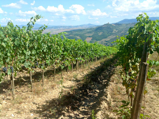 Poggio Grande Val d'Orcia Unesco. Itinerari di vino. Foto Blog Etesiaca