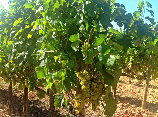 Poggio Grande Val d'Orcia Unesco. Itinerari di vino. Foto Blog Etesiaca