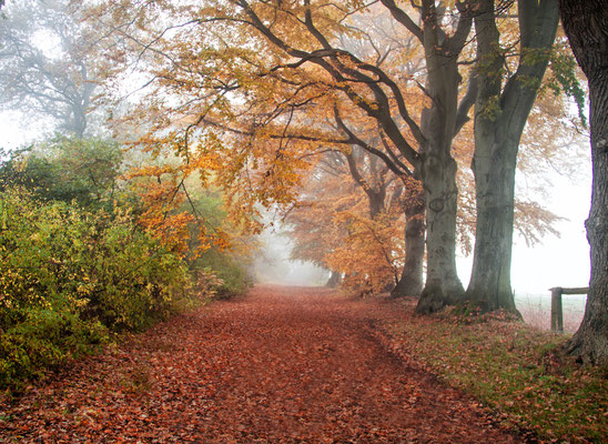 Herbstwald im Wittmoor