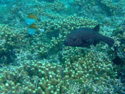 Der Perlhuhn-Kugelfisch lebt in flachen, korallenreichen Zonen bis 25 m Tiefe. Er wird bis zu 50 cm lang.