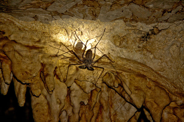 Die Geißelspinne gehört nicht zu den echten Spinnen, sondern ist näher verwandt mit den Skorpionen. Sie ist völlig ungiftig und somit harmlos für den Menschen. 