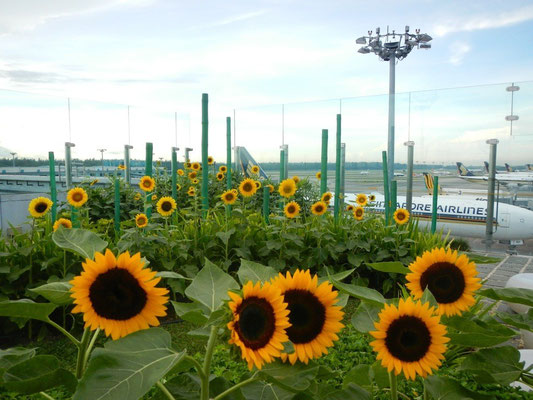 Sonnenblumengarten mit Blick auf das Rollfeld