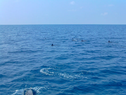 Delfine begleiteten unsere Schnorchelboot-Tour. Diese Tour gab es 2 x täglich kostenlos.