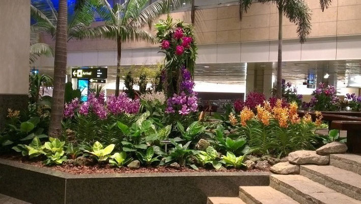Changi Airport in Singapur -  27 Mal in Folge zum besten Flughafen der Welt gewählt- hier macht das Warten sogar Spaß