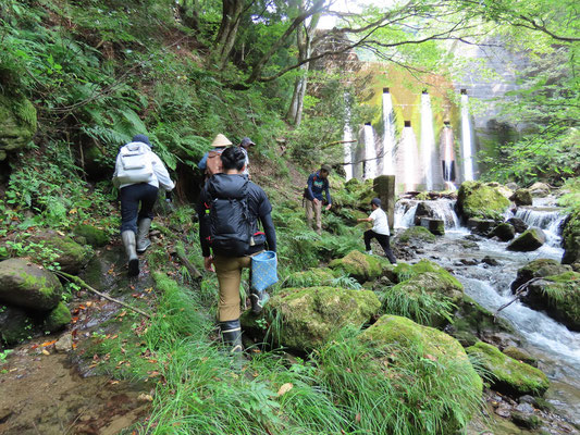 もりのもりFW土倉鉱山跡・トチノキ巨木見学・トチの実拾い体験 もりのもりFW土倉鉱山跡・トチノキ巨木見学・トチの実拾い体験
