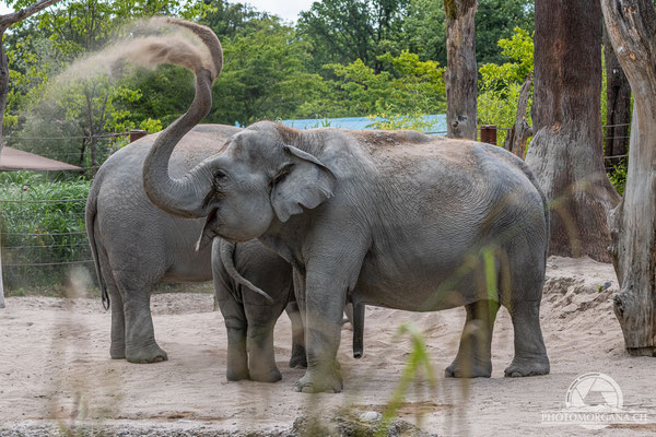 Asiatischer Elefant (Elephas maximus) - Zoo Zürich