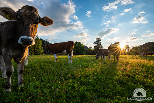 Zwischen Hulftegg und Hörnli - St. Gallen im Juli 2020