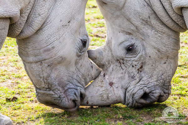 Südliches Breitmaulnashorn (Ceratotherium sirum sirum) - Zoo Zürich