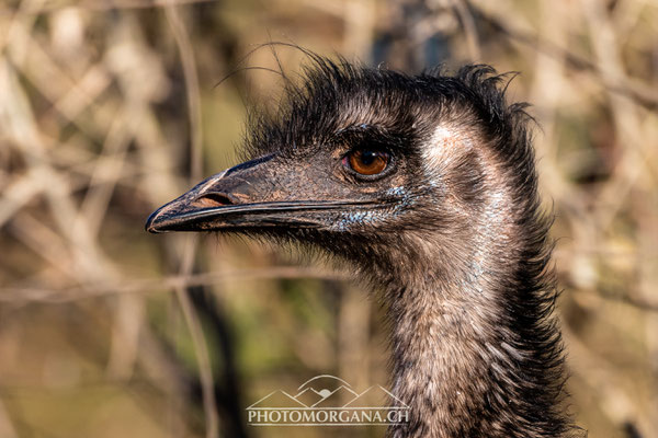 Grosser Emu (Dromaius novaehollandiae) - Zoo Zürich