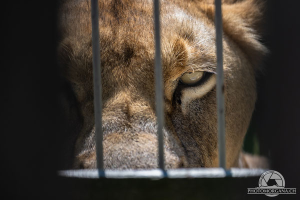 Berberlöwe (Panthera leo leo) - Plättli Zoo Frauenfeld