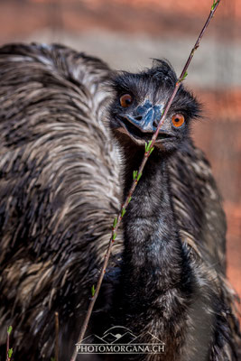 Grosser Emu ( Dromaius novaehollandiae) - Zoo Zürich