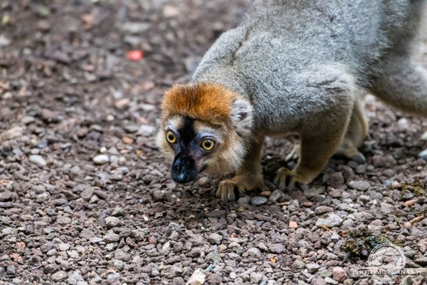 Rotstirnmaki (Eulemur rufifrons / Eulemur rufus) - Zoo Zürich