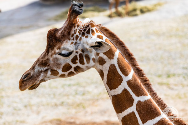 Netzgiraffe (Giraffa reticulata) - Zoo Zürich