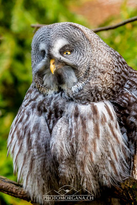 Bartkauz (Strix nebulosa) - Tierpark Goldau