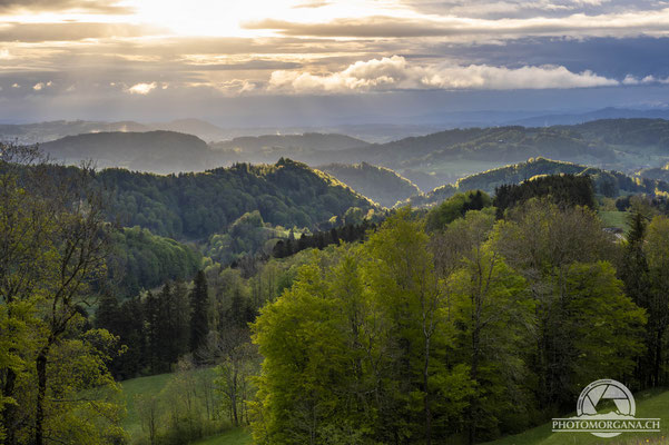 Sonnenaufgang auf dem Sitzberg - Zürich Frühling 2021