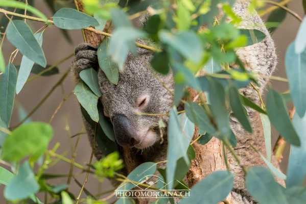 Koala (Phascolarctos cinereus) - Zoo Zürich