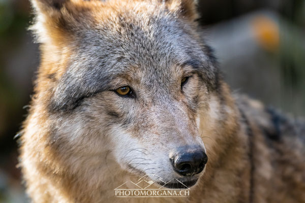 Mongolischer Wolf (Canis lupus chanco) - Zoo Zürich