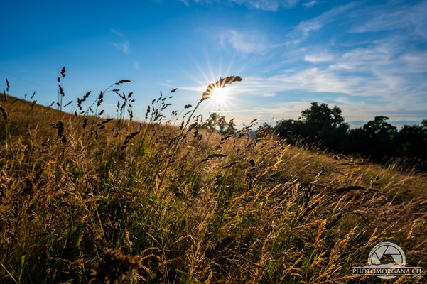 Sonnenuntergang Allenwinden (Hoger) - Thurgau Sommer 2021