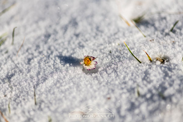 Aufs Hörnli im Schnee - Zürich/Thurgau 2018