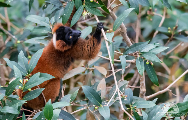 Roter Vari (Varecia rubra) - Zoo Zürich (Masoalahalle)