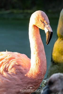 Chile-Flamingo (Phoenicopterus chilensis) - Zoo Zürich