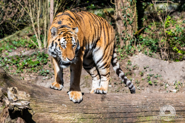 Amurtiger (Panthera tigris altaica) - Zoo Zürich