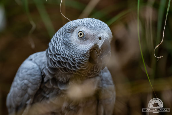 Graupapagei (Psittacus erithacus) - Zoo Zürich