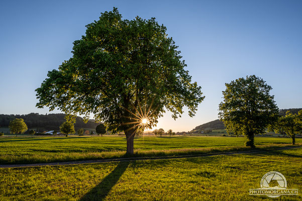 Balterswil - Thurgau Sommer 2021