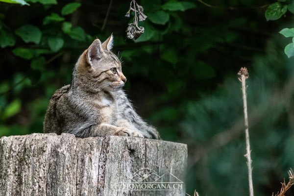 Europäische Wildkatze (Felis silvestris silvestris) - Tierpark Langenberg Zürich