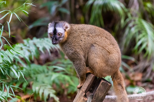 Rotstirnmaki (Eulemur rufifrons / Eulemur rufus) - Zoo Zürich