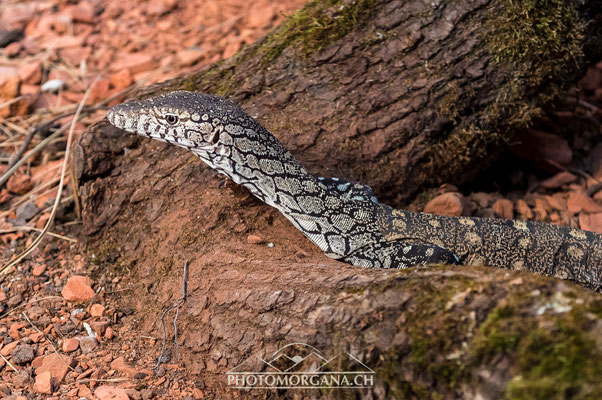 Riesenwaran (Varanus giganteus) - Zoo Zürich