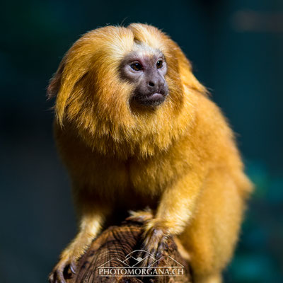 Goldgelbes Löwenäffchen (Leontopithecus rosalia) - Zoo Zürich