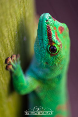 Grosser Madagaskar-Taggecko (Phelsuma grandis) - Zoo Zürich (Masoalahalle)