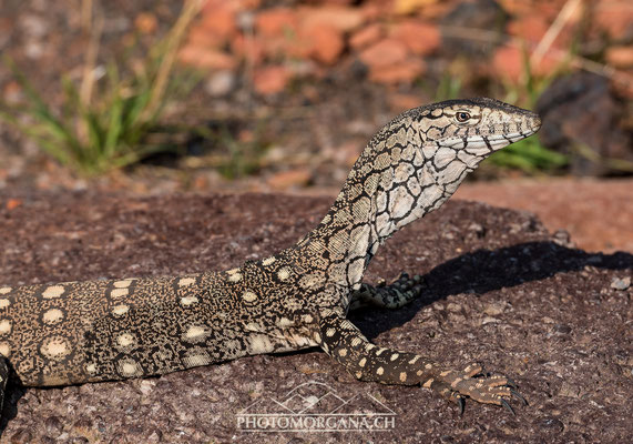 Riesenvaran (Varanus giganteus) - Zoo Zürich