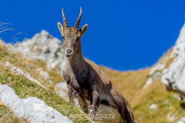 Alpensteinbock beim Pilatus - Luzern 2016