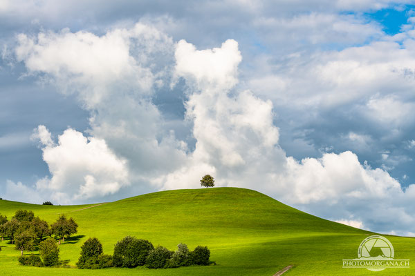 Wallenwil - Thurgau Sommer 2021