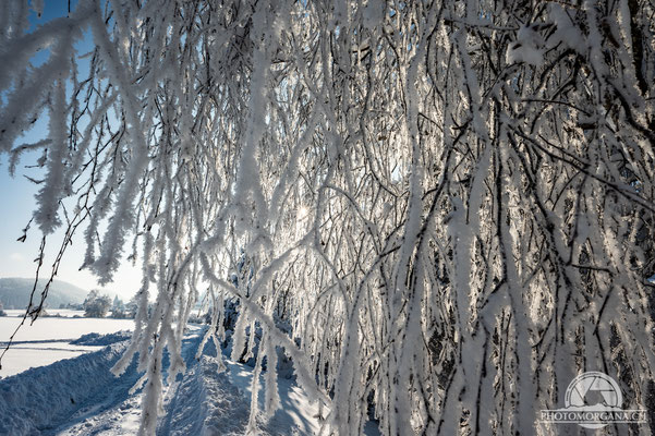 Bichelsee-Balterswil im Schnee - Thurgau 16. Januar 2021